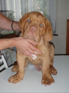 Hündchen der bordeaux Dogge zum Verkauf mit papieren Herkunft Alter 13 Wochen