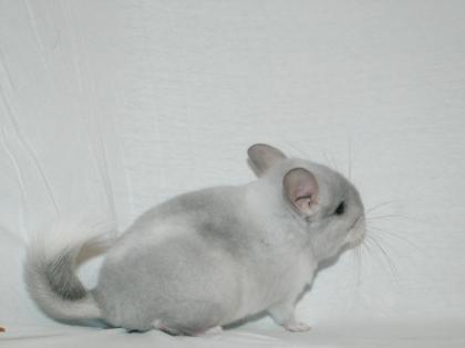 Chinchillas in den Farben Weiß-Violett-Scheck Standart AVT abzugeben