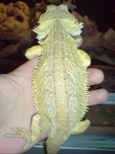 Farb-Bartagamen Männchen und Weibchen Leopardgecko
