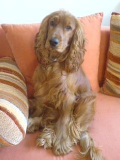 Englisch Cocker Spaniel Deckrüde