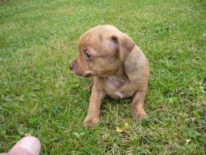 Chiwawa Rehpinscher Welpen gesund und munter