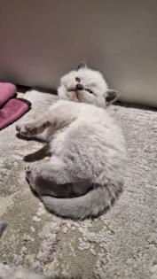 Zuckersüße BKh Kitten reinrassig suchen liebevolles Zuhause