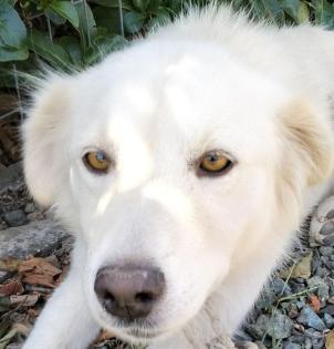 Oskar - ein aktiver Hund der geordnete Strukturen braucht.