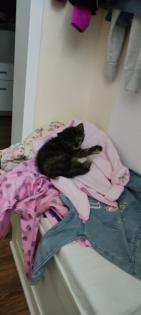 Heilige Birma Mix Kitten