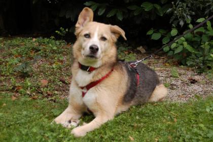 SARIAH - hübscher Mischling - 9 Jahre - Tierhilfe-Franken e. V.