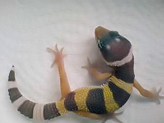 Leopardgecko Nachzucht 2022 abzugeben ca. 3 Wochen alt