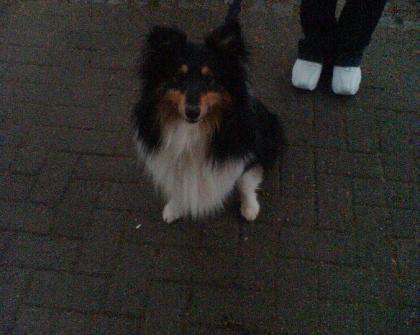 Habe einen sheltie rüden 2 5 jahre alt