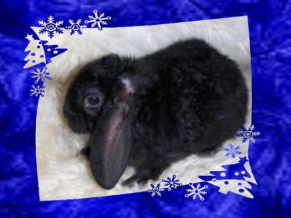Habe einen süsses Rexwidder baby rammler 7 Wochen abzugeben