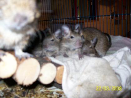Degus jedes Geschlechts und Alter 6Wo- 6 Mo abzugeben