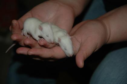 Ratten Jungtiere zu verschenken aus 3 Würfen Augsburg