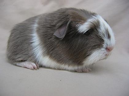 Wunderschöne Langhaarmeerschweinchen abzug.