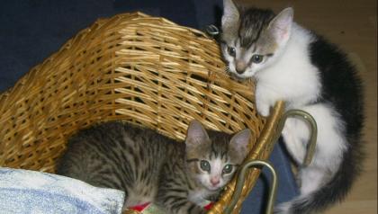 Katzen Babys vom 27. 07. 08