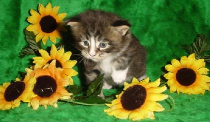 Wunderschöne Maine Coon Babys abzugeben