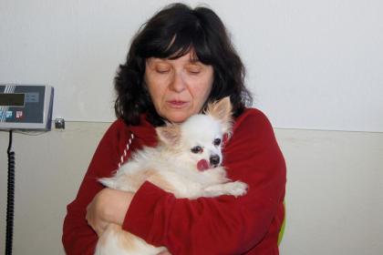 DOLFI - Chihuahua - 15 Jahre - Tierhilfe-Franken e. V.