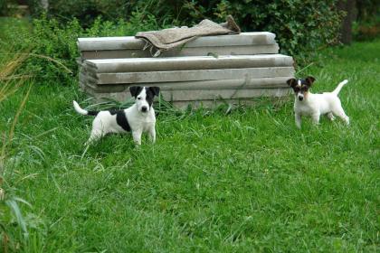 Jack- russel Mischlinge