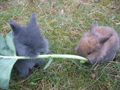 Kaninchen abzugeben