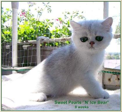 Knuffige Exotic Shorthair-Katerchen