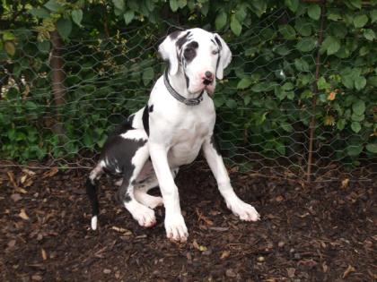 Deutsche Dogge Hündin gefleckt 7 Monate Papiere abzugeben