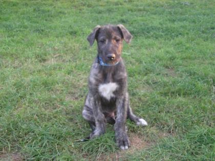Irish Wolfhound Zwinger Irish Giants hat Welpen