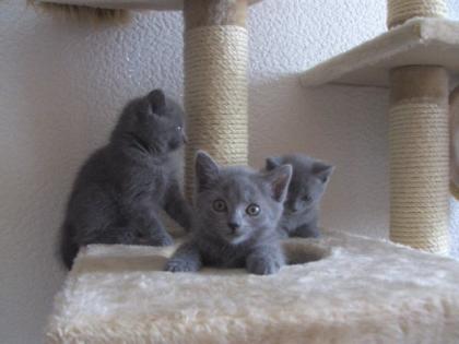 Reinrassiges Kartäuser-Weibchen Kitte