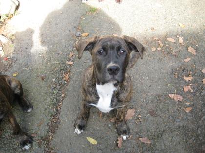 Dogo Canario Welpen Spanische Doggen