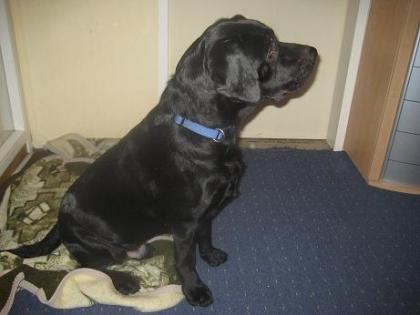 BIETE LABRADOR DECKRÜDEN nicht zu verkaufen