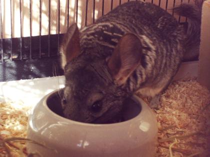 2 Süsse Chinchillas Mega großen Käfig Viel zubehör DRINGENT