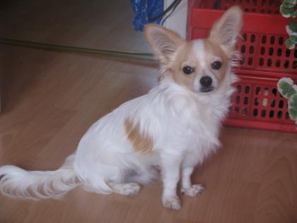 Chihuahua Deckrüde zum Decken