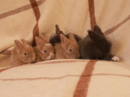 Löwenköpfchen-Teddyzwerg Kaninchenbabies m u w abzugeben MIT BLAUEN AUGEN