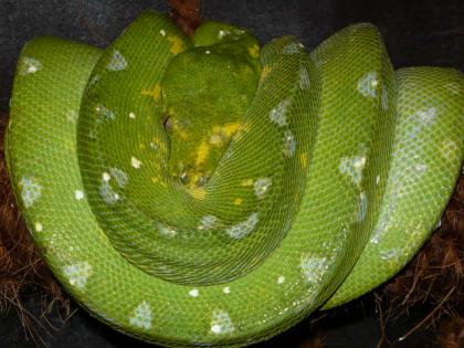 Bölenis- Bredli s und Baumpython