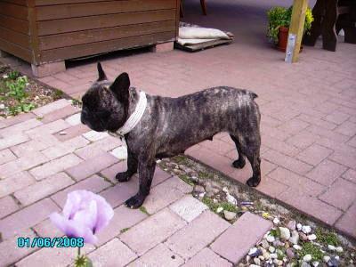 Französische Bulldoggen-Welpen Tel. 03845930965