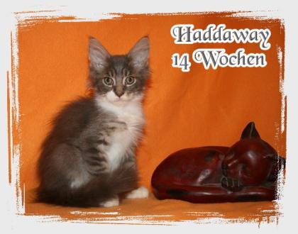 3 Maine Coon Katerchen suchen ab sofort ein liebes Zuhause.