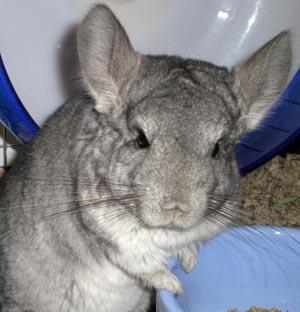 2 Jahre altes Chinchilla Weibchen abzugeben