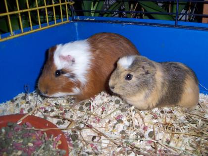 Schöne Meerschweinchen