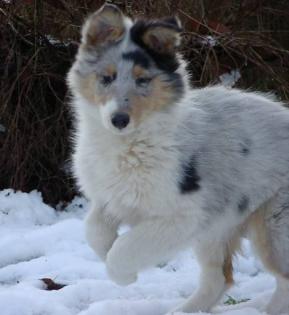 Colliewelpen-weiß-faktoriert mit Papieren von der Still-Heide