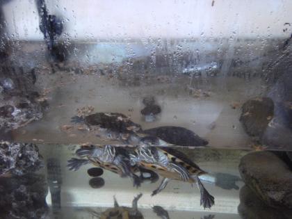 2 Schmuckschildkröten Aquarium Filter