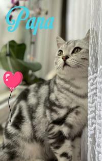 Bkh Kitten whiskas/ tabby