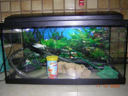 Aquarium 54l mit Zubehör