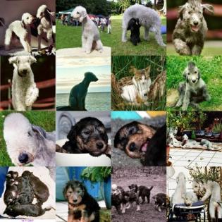 Bedlington -Terrier Welpen Fotos Rasseinfo von den Schattentänzern