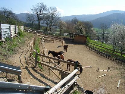 Mitreiterin Reitbeteiligung gesucht