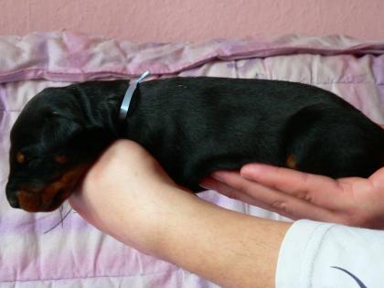 Dobermannwelpen