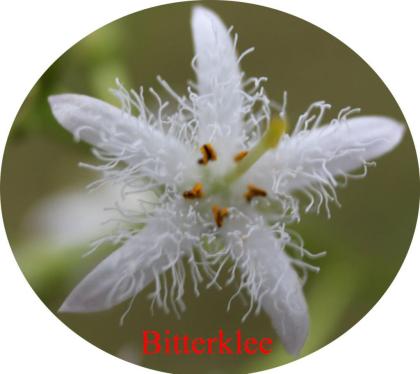 Biete ca. 50 Arten Wasserpflnzen für Gartenteich.