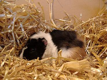 Zwei Not Meerschweinchen suchen neues zu Hause