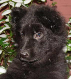 Altdeutsche Schäferhundwelpen schwarz