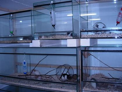 Futteriere Mäuse Ratten Vielzitzen und Meerschweinchen