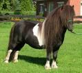 Hallo Liebe Pferdebesitzer