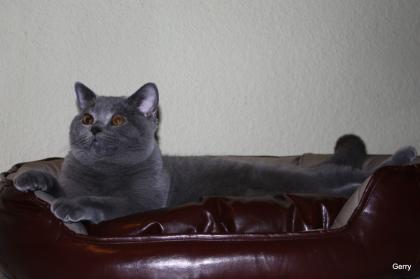 Verschmuster BKH Deckkater
