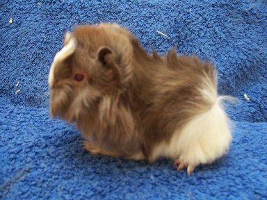 Reinrassige Peruaner