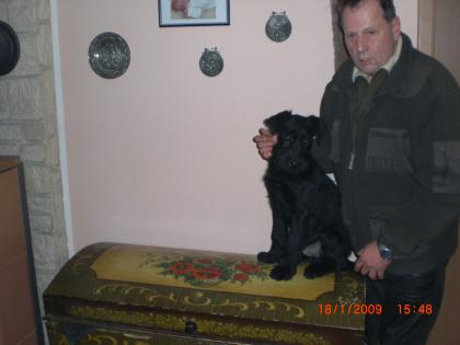 Riesenschnauzer Welpen