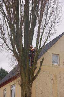 Baumkletterer fällt ihren Baum